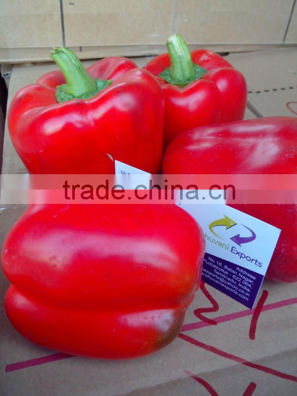 Capsicums/Bell Pepper/Fresh exotic vegetables!