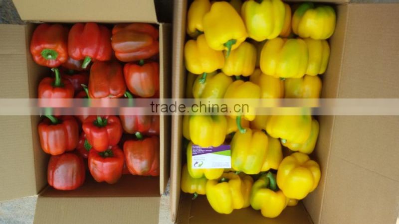 Capsicums/Bell Pepper/Fresh exotic vegetables!