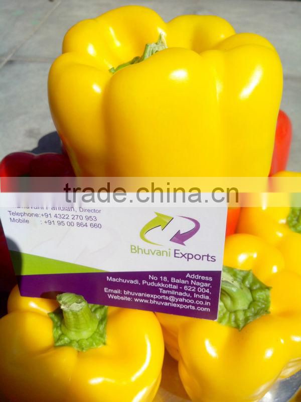 Fresh Bell Peppers/Color Capsicum/Exotic Vegetables!
