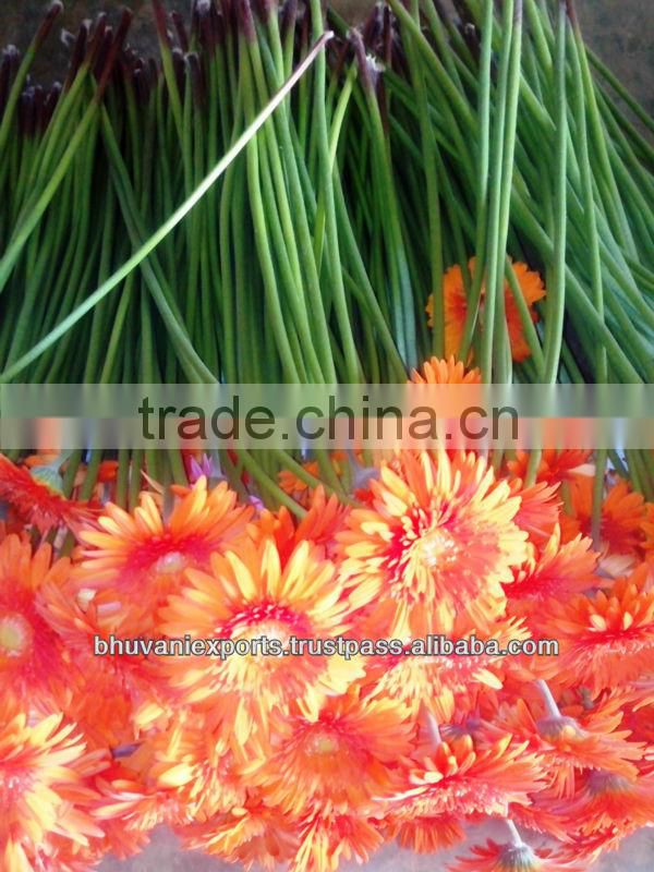 Gerbera Flowers /Fresh Gerbera Flowers/Fresh Flowers!