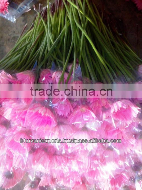 Gerbera Flowers /Fresh Gerbera Flowers/Fresh Flowers!