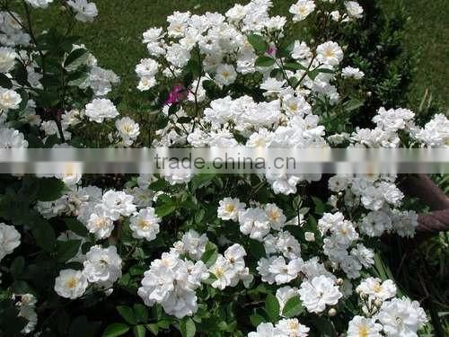 Fresh Mini Roses/Fresh Flowers/Mini Roses!