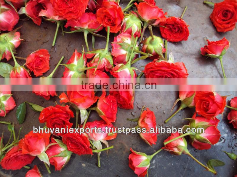 Fresh Mini Roses/Fresh Flowers/Mini Roses!