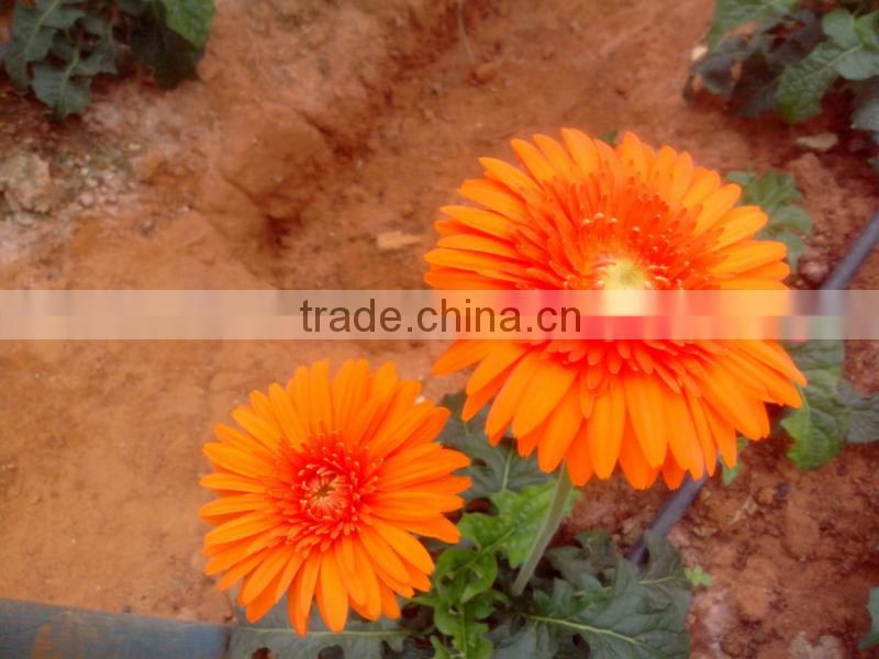 Fresh Gerbera Flowers /Fresh Flowers!
