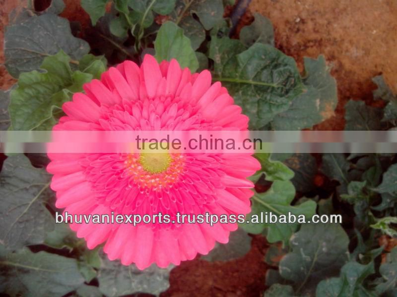 Gerbera Flowers /Fresh Gerbera Flowers/Fresh Flowers!