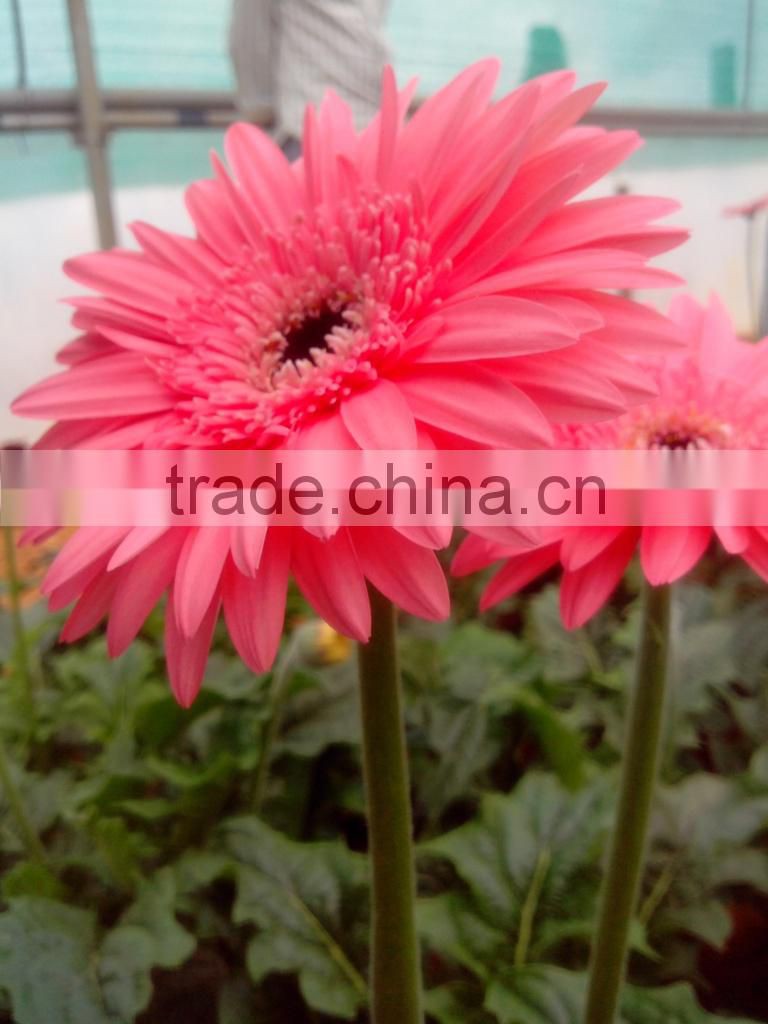 Fresh Gerbera Flowers /Fresh Flowers!