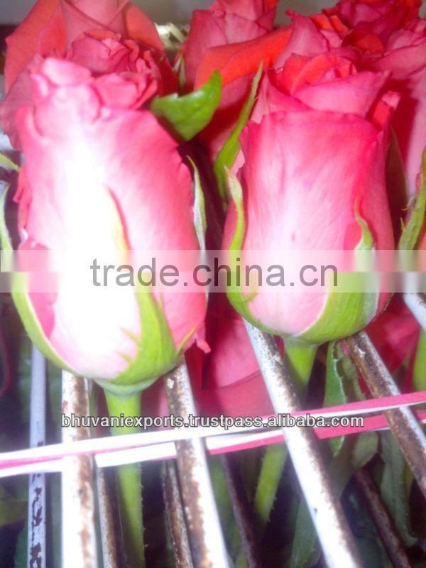 Fresh Indian Roses/Valentine Roses/Bulk Roses!