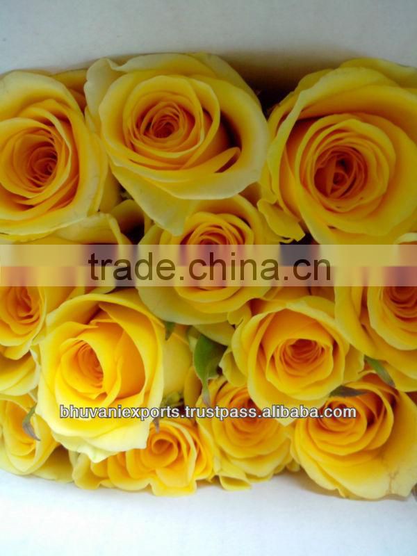 Fresh Indian Roses/Valentine Roses/Bulk Roses!