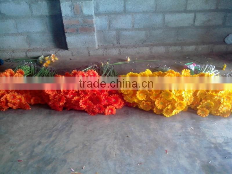 Fresh Gerbera Flowers /Fresh Flowers!