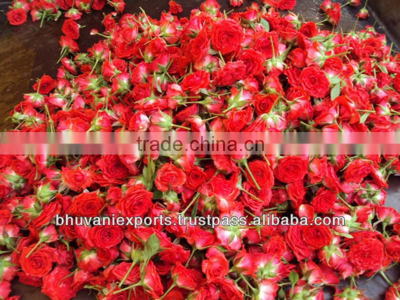 Fresh Mini Roses/Fresh Flowers/Mini Roses!