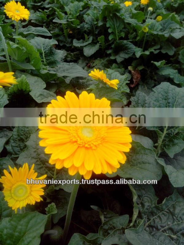 Gerbera Flowers /Fresh Gerbera Flowers/Fresh Flowers!