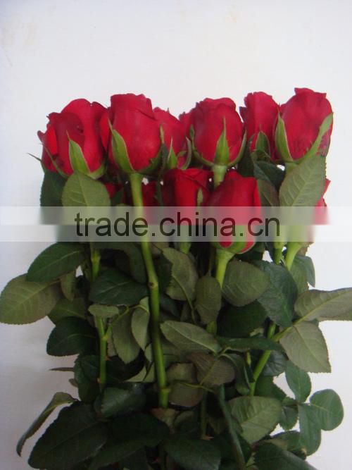 Tajmahal Indian Roses/Fresh Cut Roses/Fresh Flowers!