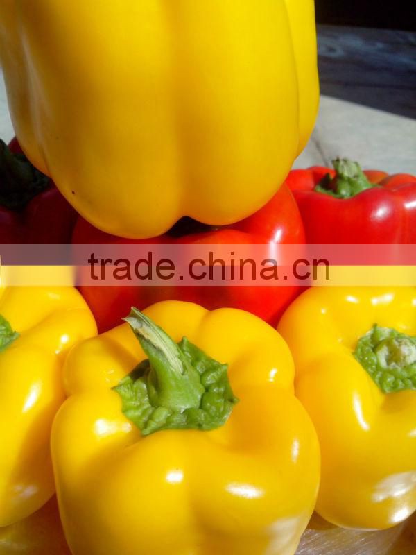 Fresh Bell Peppers/Color Capsicum/Exotic Vegetables!