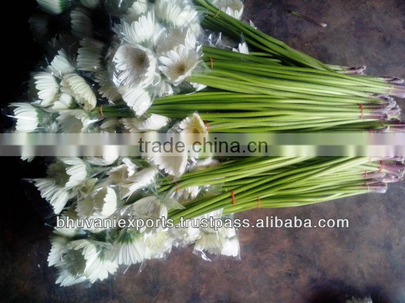 Gerbera Flowers /Fresh Gerbera Flowers/Fresh Flowers!