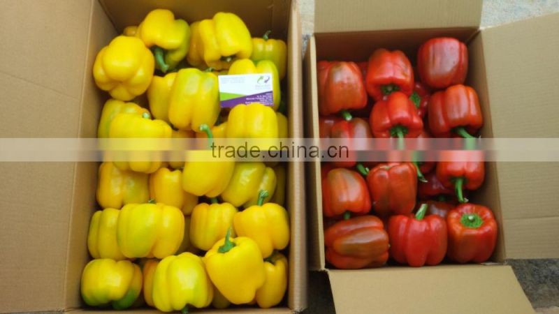 Capsicums/Bell Pepper/Fresh exotic vegetables!