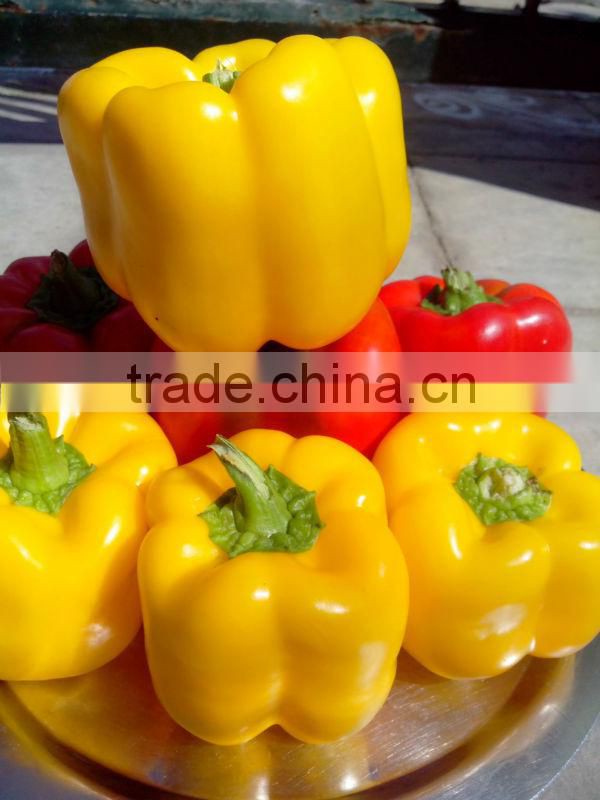Fresh Bell Peppers/Color Capsicum/Exotic Vegetables!