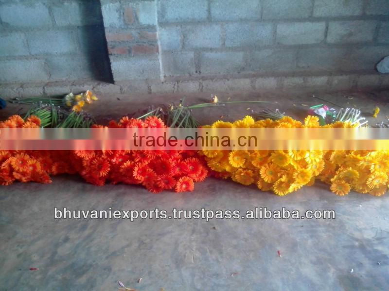 Gerbera Flowers /Fresh Gerbera Flowers/Fresh Flowers!