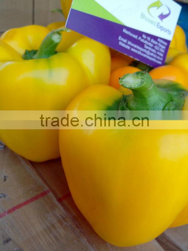 Farm Capsicums/Fresh Exotic Vegetables/Farm Bell Peppers!
