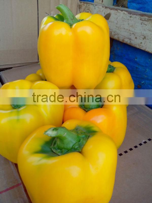Capsicums/Bell Pepper/Fresh exotic vegetables!
