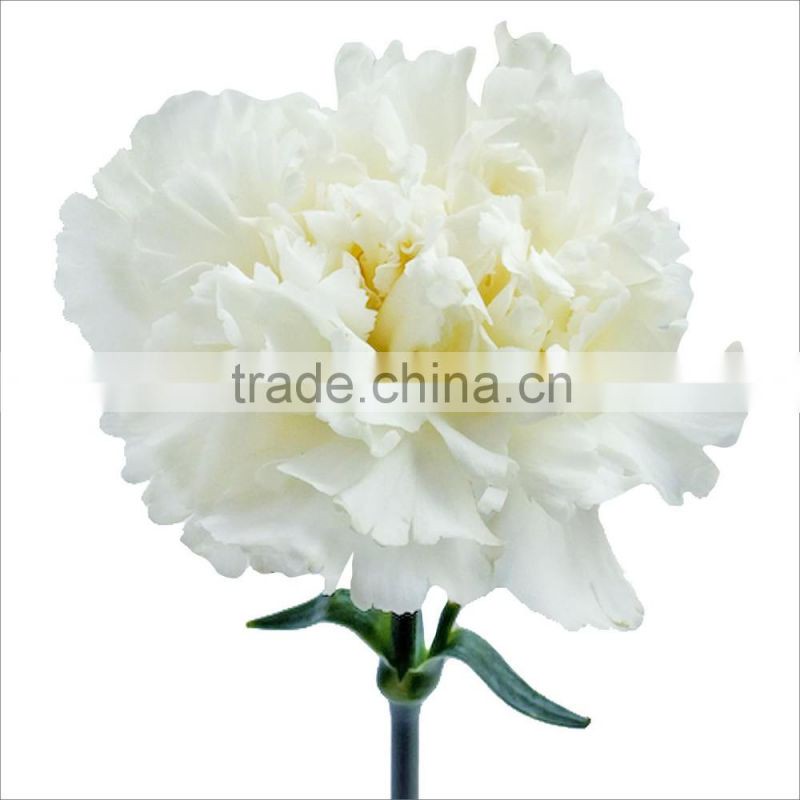 Carnation Flowers/Fresh Carnation Flowers/Fresh Flowers!