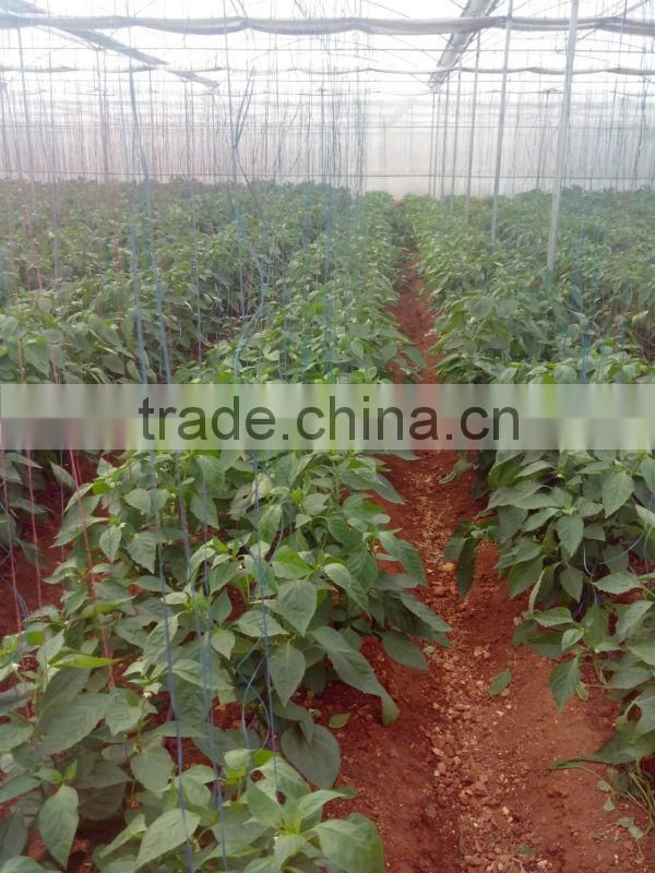 Farm Capsicums/Fresh Exotic Vegetables/Farm Bell Peppers!