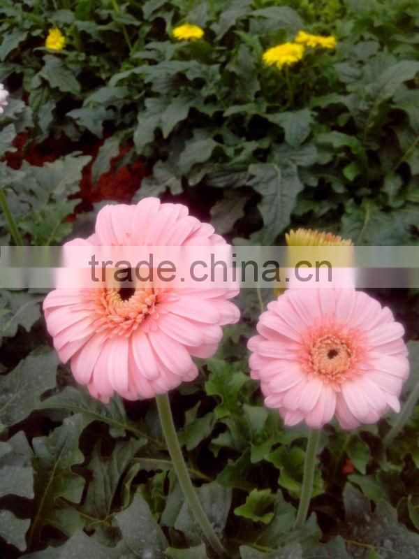 Fresh Gerbera Flowers /Fresh Flowers!