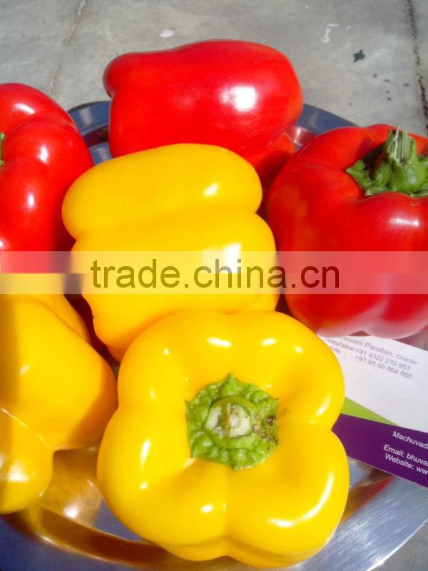 Farm Capsicums/Fresh Exotic Vegetables/Farm Bell Peppers!