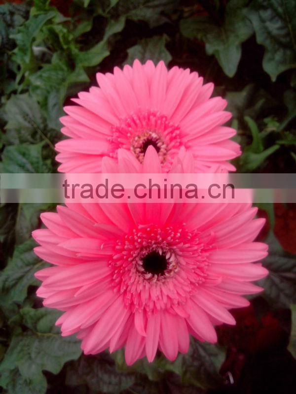 Gerbera Flower/Fresh Flower!