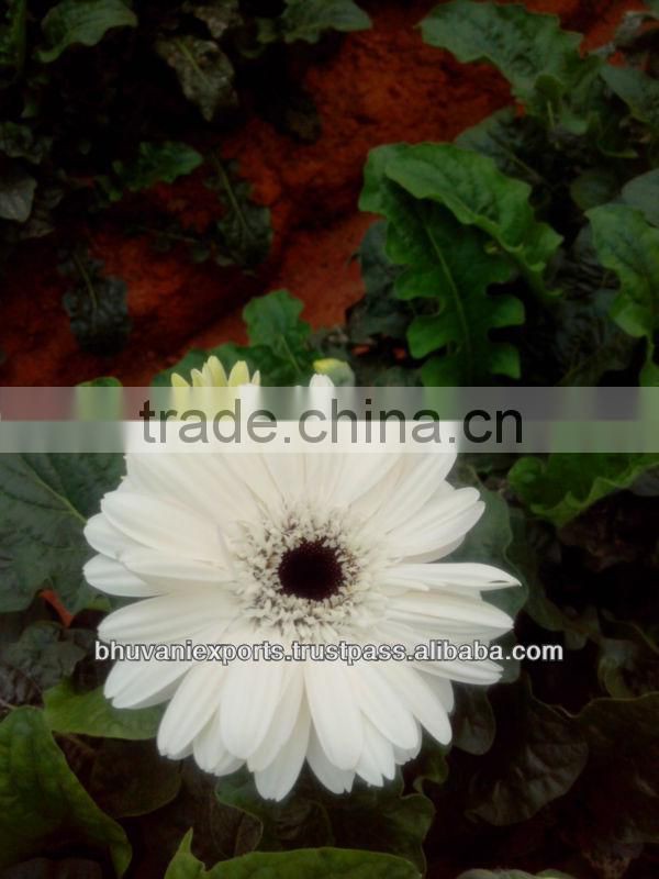Gerbera Flowers /Fresh Gerbera Flowers/Fresh Flowers!