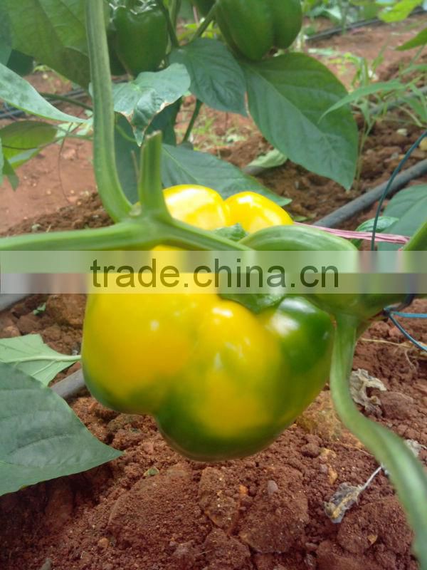 Farm Capsicums/Fresh Exotic Vegetables/Farm Bell Peppers!