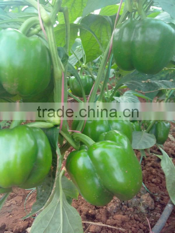 Farm Capsicums/Fresh Exotic Vegetables/Farm Bell Peppers!
