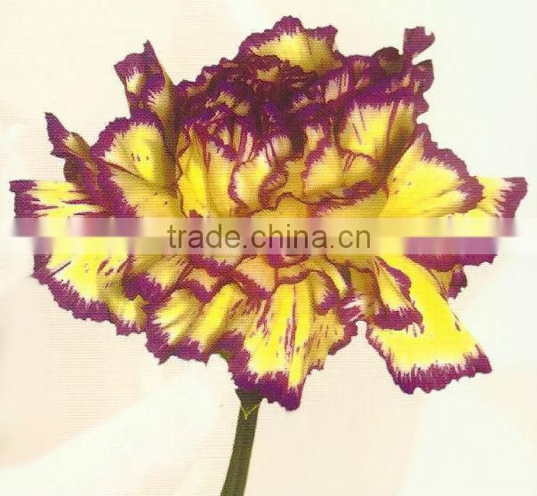 Carnation Flowers/Fresh Flowers!