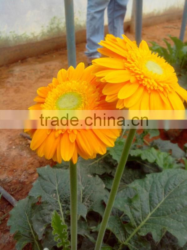 Gerbera Flower/Fresh Flower!