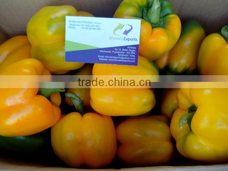 Fresh Bell Peppers/Color Capsicum/Exotic Vegetables!