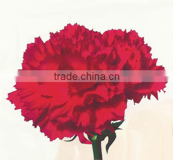 Carnation Flowers/Fresh Flowers!