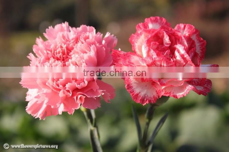 Carnation Flowers/Fresh Carnation Flowers/Fresh Flowers!