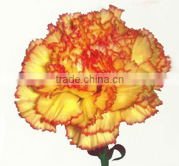 Carnation Flowers/Fresh Flowers!