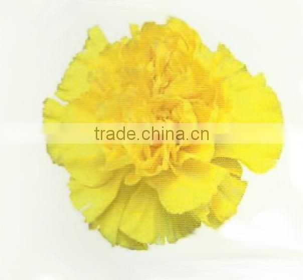 Carnation Flowers/Fresh Flowers!