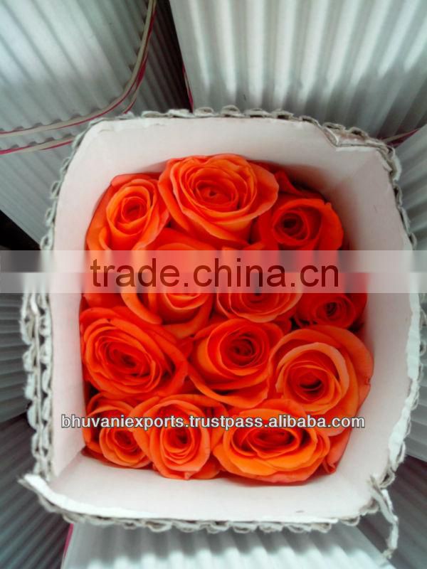 Fresh Indian Roses/Valentine Roses/Bulk Roses!