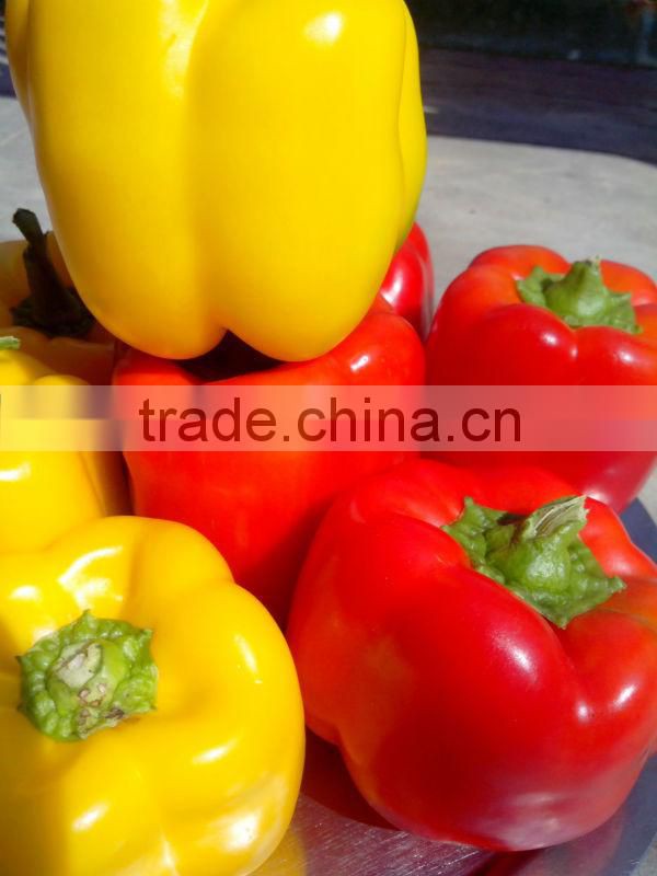 Farm Capsicums/Fresh Exotic Vegetables/Farm Bell Peppers!