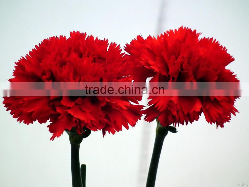 Carnation Flowers/Fresh Carnation Flowers/Fresh Flowers!