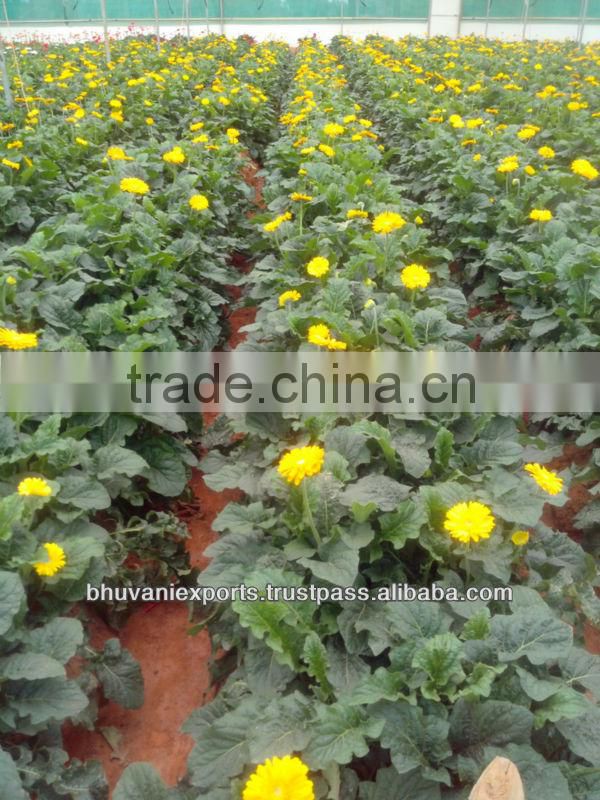 Gerbera Flowers /Fresh Gerbera Flowers/Fresh Flowers!
