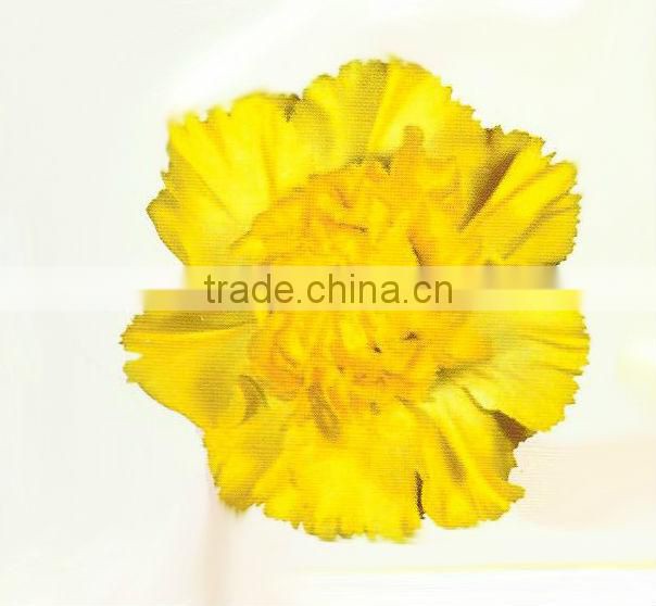 Carnation Flowers/Fresh Flowers!