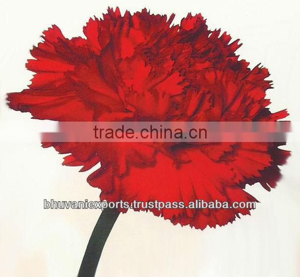 Carnation Flowers/Fresh Flowers/ Bulk Flowers!