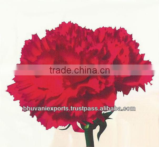 Carnation Flowers/Fresh Flowers/ Bulk Flowers!