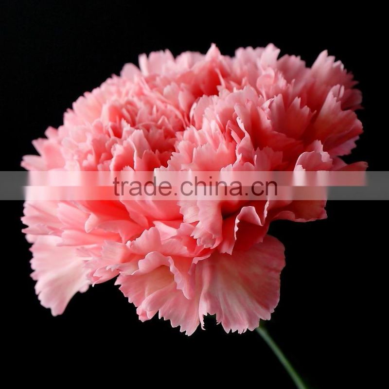 Carnation Flowers/Fresh Carnation Flowers/Fresh Flowers!
