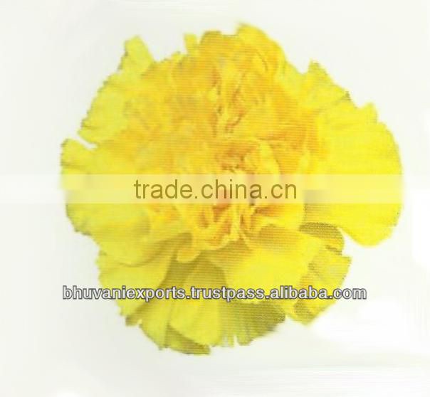 Carnation Flowers/Fresh Flowers/ Bulk Flowers!