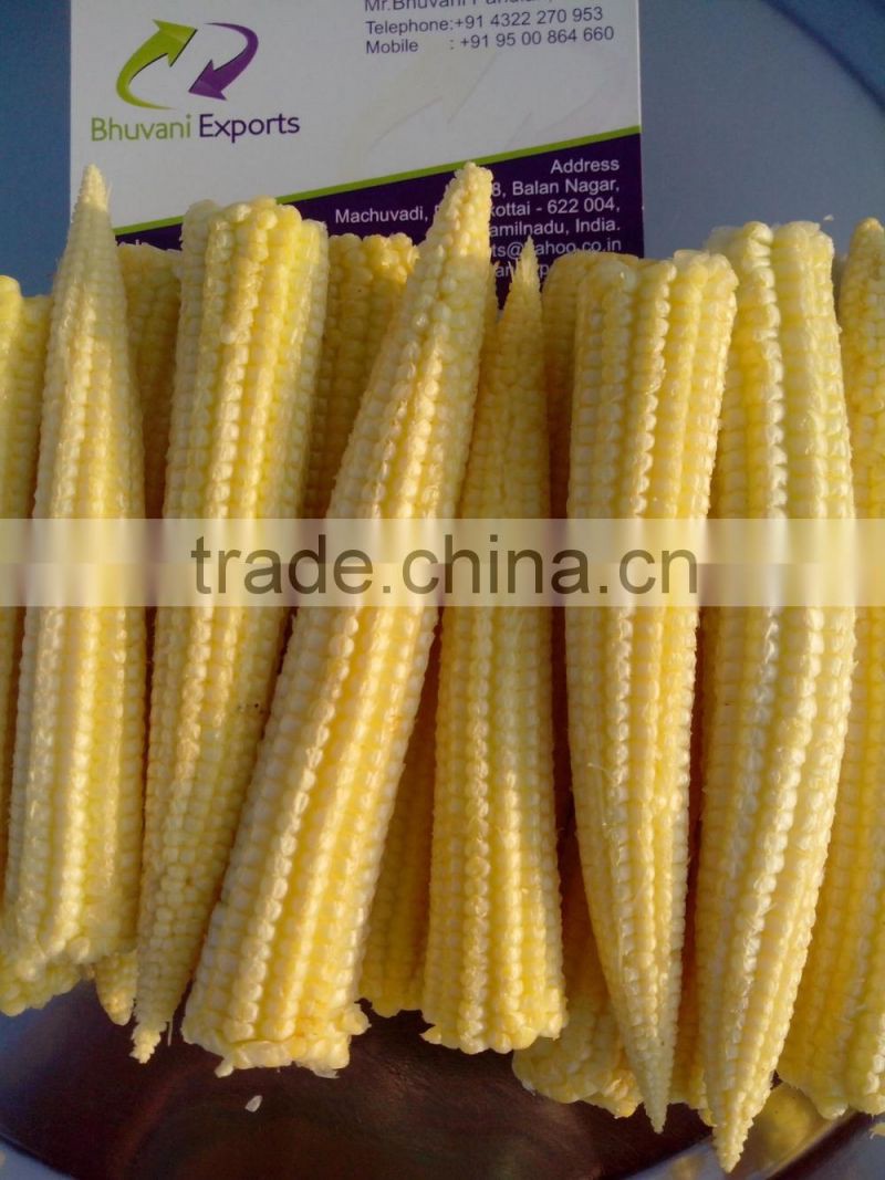 Fresh Baby Corn/Baby Corns/ Peeled Baby Corns!