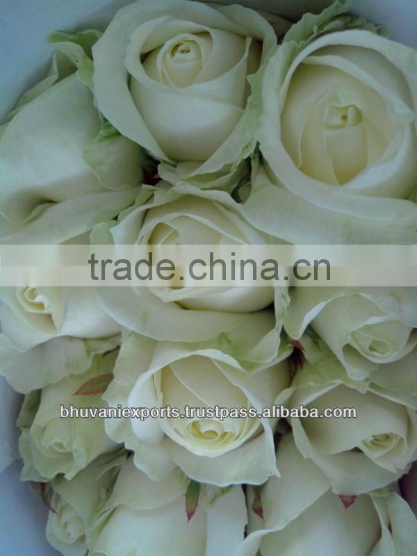 Fresh Indian Roses/Valentine Roses/Bulk Roses!
