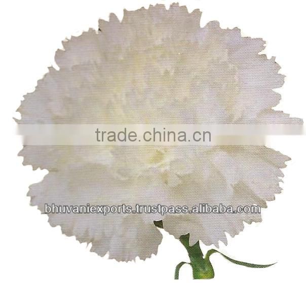 Carnation Flowers/Fresh Flowers/ Bulk Flowers!